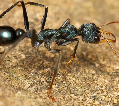 ant close up lumberton nc