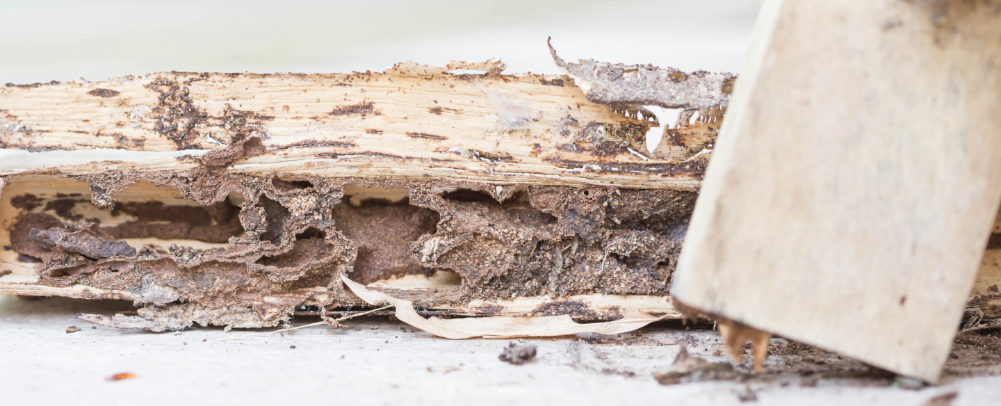 termite pest control lumberton nc